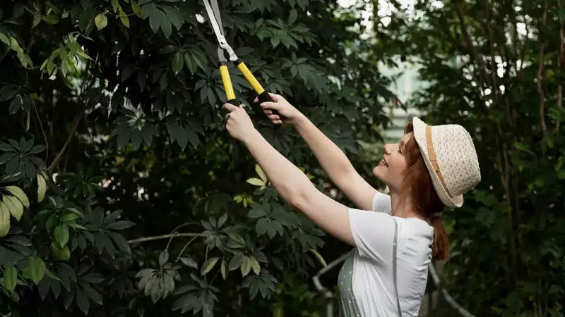 Tree Care Fundamentals for Long-Term Yard Health